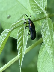 Odontota scapularis