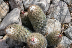 Coryphantha durangensis durangensis