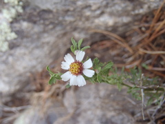 Perityle coronopifolia
