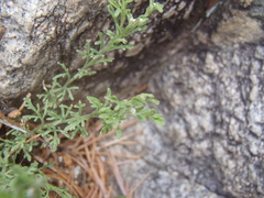 Perityle coronopifolia