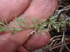 Perityle coronopifolia