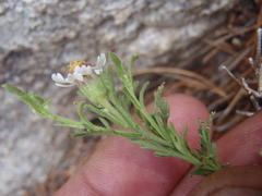 Perityle coronopifolia