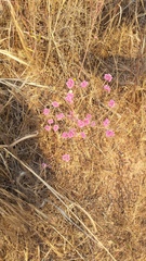 Chorizanthe douglasii