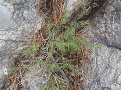 Perityle coronopifolia