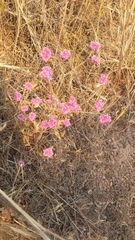 Chorizanthe douglasii