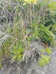 Plantago subnuda