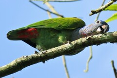 Pionus menstruus rubrigularis