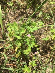 Geranium pusillum