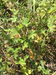 Geranium pusillum