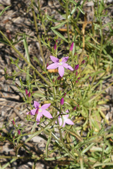 Centaurium quadrifolium barrelieri