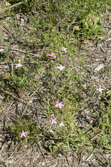 Centaurium quadrifolium barrelieri