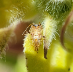 Miridae