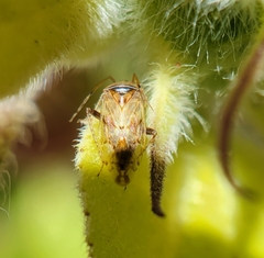 Miridae