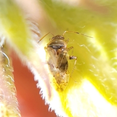Miridae