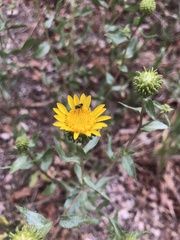 Grindelia subalpina