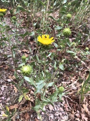 Grindelia subalpina