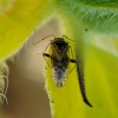 Miridae