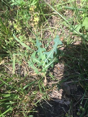 Lactuca serriola