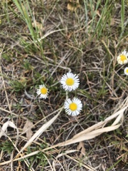 Erigeron canus