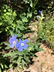 Hackelia velutina