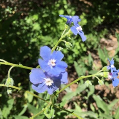 Hackelia velutina