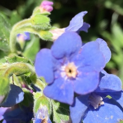 Hackelia velutina