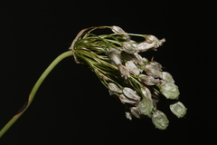 Allium convallarioides