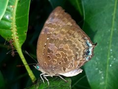 Arhopala centaurus nakula