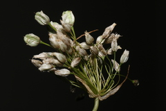 Allium convallarioides