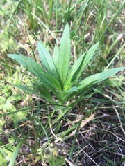 Erigeron canadensis