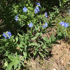 Hackelia velutina