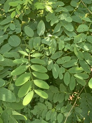 Robinia pseudoacacia