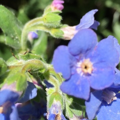 Hackelia velutina