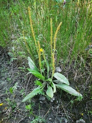 Plantago eriopoda