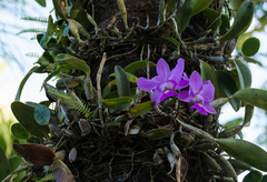 Cattleya walkeriana