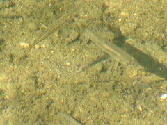 Notropis stramineus