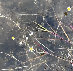 Ranunculus confervoides