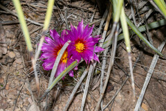Thelocactus bicolor