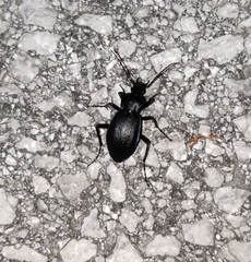 Carabus catenulatus