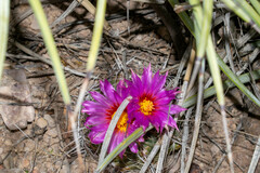 Thelocactus bicolor