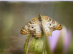 Anartia