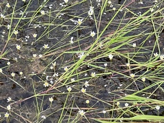 Ranunculus confervoides