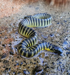 Hydrophis curtus