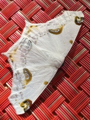 Sericoptera mahometaria