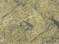 Notropis stramineus