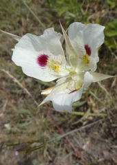 Calochortus eurycarpus