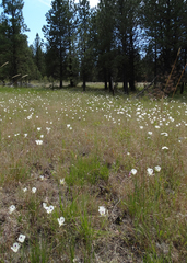 Calochortus eurycarpus