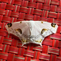 Sericoptera mahometaria