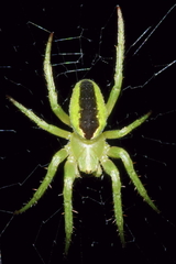 Colaranea melanoviridis