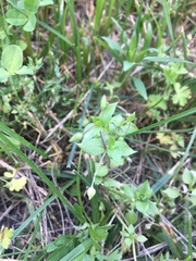 Stellaria media
